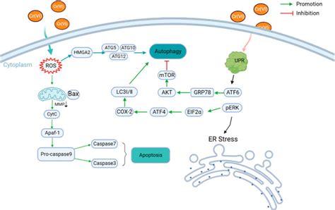 Frontiers Toxicity Mechanisms And Remediation Strategies For Chromium