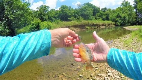 Bfs Fishing Small Stream Creek How To Fish For Bass Multiple Panfish