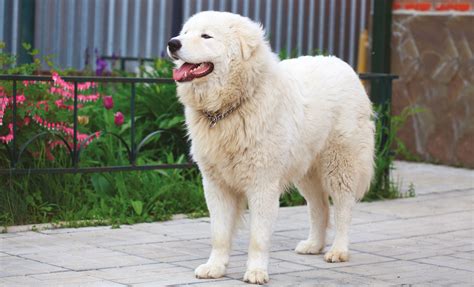 Cane Da Pastore Maremmano Abruzzese Petme