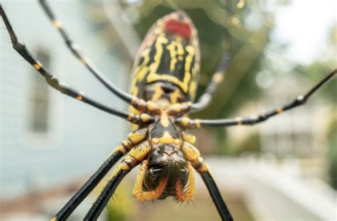 Invasive Joro Spiders To Spread Across The Eastern Us This Summer