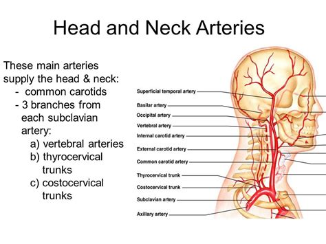 Anatomy Of The Circulatory System Vascular System Arteries Of Head