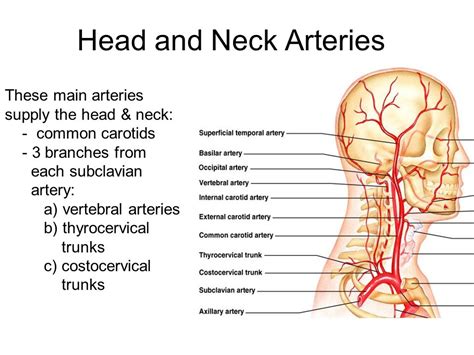 Veins And Arteries Of The Head And Neck