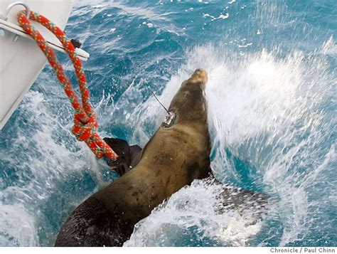 Farallon Islands A Unique Wildlife Haven