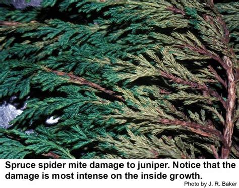 Spruce Spider Mite | NC State Extension Publications