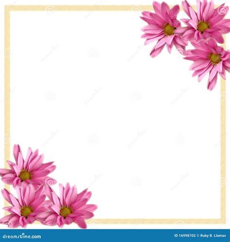 Pink Daisy Border