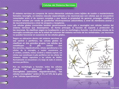 Neurona Y Neurotransmisores Ppt