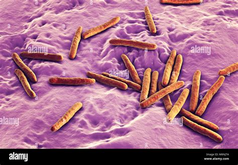 Tuberculosis Bacteria Computer Illustration Of Mycobacterium