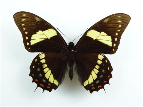 Papilio menatius ssp lenaeus Männchen