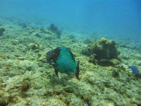 BUCEO - QUE VES CUANDO ME VES : SCARUS GUACAMAIA - LORO GUACAMAYO