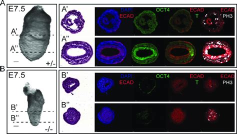 Elof1 Mutant Embryos Fail To Gastrulate A B Whole Mount Images Of An