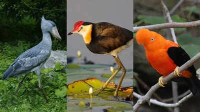 10 Weird Looking Birds In The World You Might Have Never Heard Of