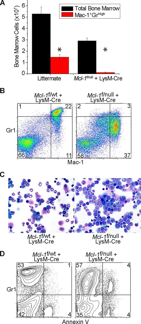 Deletion Of Mcl Blocks The Development Of Mature Neutrophils And