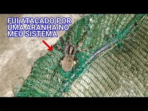 fui atacado por um Aranha d água no meu sistema YouTube