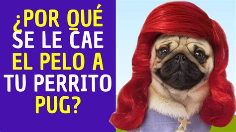 Porqué se le cae el pelo a tu perrito pug YouTube