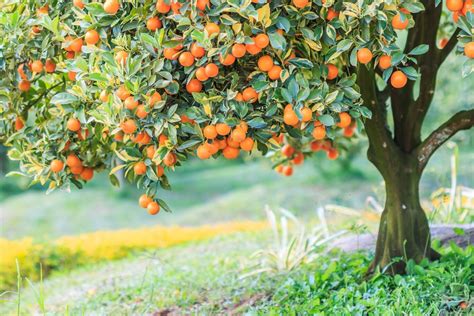 POMORANDŽA ORANGE ESENCIJALNO ETERIČNO ULJE Blossom