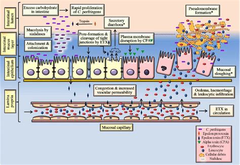 Clostridium Perfringens Pathogenesis