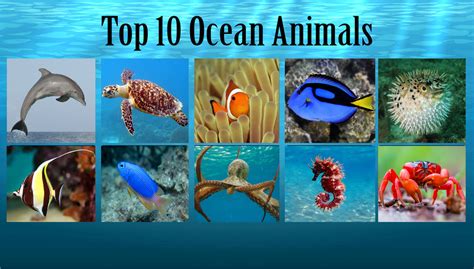 my top 10 Favourite Ocean Animals by DANIOTHEMAN on DeviantArt