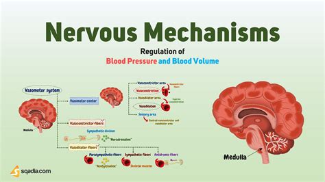 Regulation Of Blood Pressure And Blood Volume Nervous Mechanisms