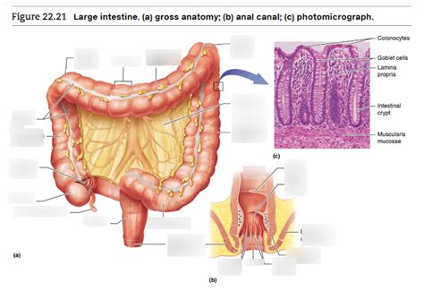 Large Intestine Diagram Quizlet