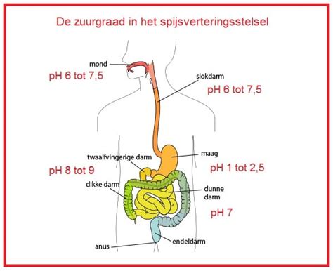 Voeding En Vertering Biologielessen Nl