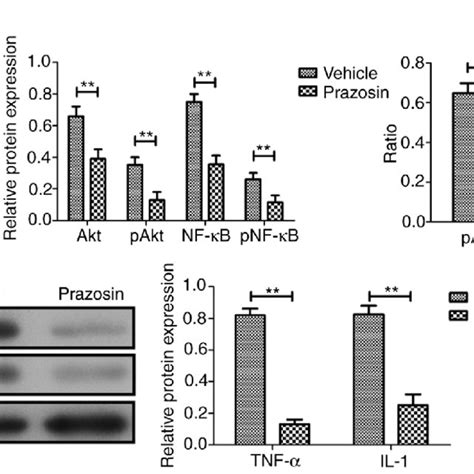 Prazosin Inhibits The Akt Nf B Signaling Pathway And Inflammation In