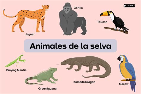 Lista De Animales De La Selva Tropical Con Nombres
