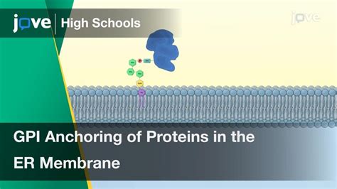 Gpi Anchoring Of Proteins In The Er Membrane Cell Bio Video