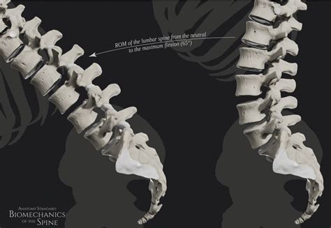 Physio Update 07 Que signifie soulever dos rond Mickaël Clément