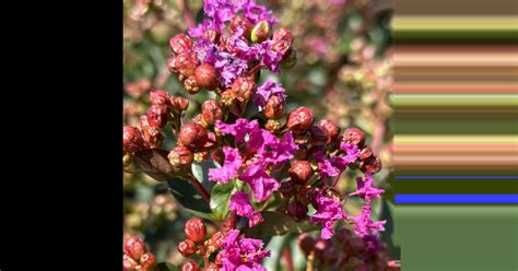 Lagerstroemia Indica Purple Star