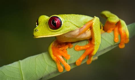 Banco de Imágenes Gratis 12 fotografías macro de ranas en su hábitat