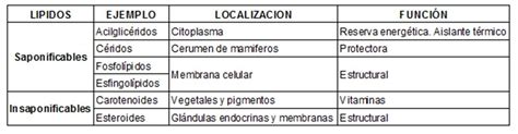 1. Cite las diferencias entre lípidos saponificables e insaponificables ...