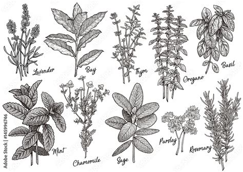 Group Of Herbs And Spices Illustration Drawing Engraving Ink Line