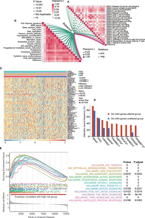 Frontiers Comprehensive Analysis Of M6a Rna Methylation Regulators