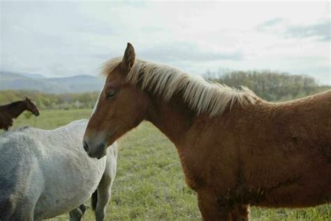 Bronco Horse Stock Photos, Images and Backgrounds for Free Download