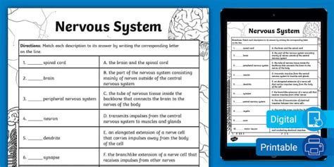 Worksheet On The Nervous System 6th 8th Grade Twinkl Usa