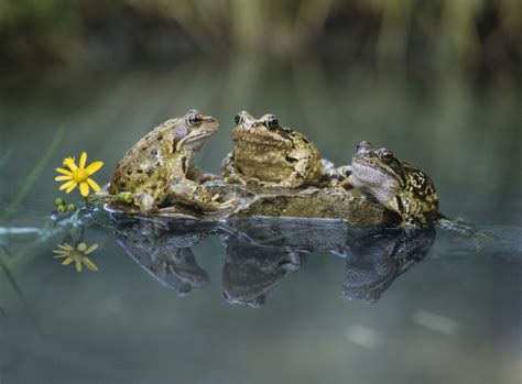 Ponds With Frogs