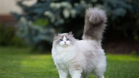 White And Gray Persian Cat Grass Green Blue Eyes 4k Hd Wallpapers Hd