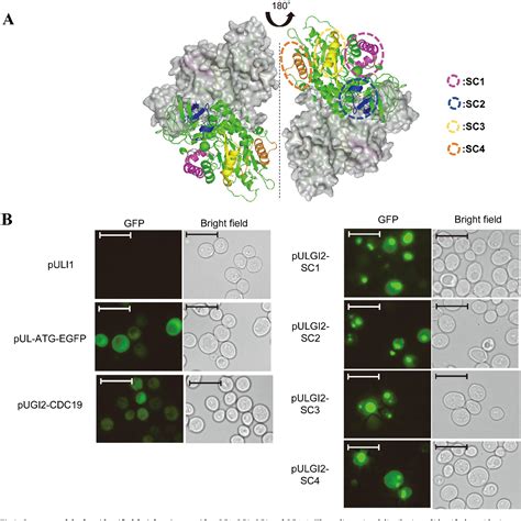 Figure 2 From Foci Forming Regions Of Pyruvate Kinase And Enolase At