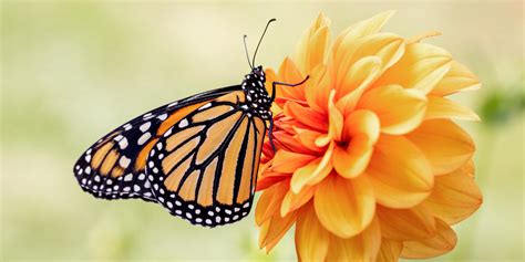 Butterfly Symbolism: What Does It Mean to See One?