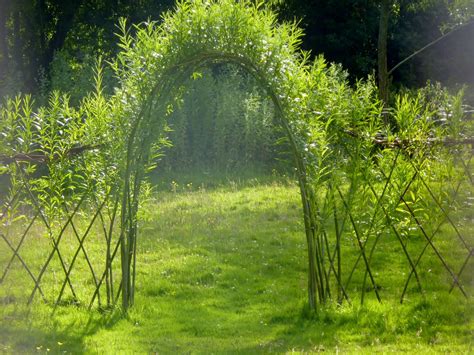 Saule à vannerie Pépinière aux Arbres Fruitiers