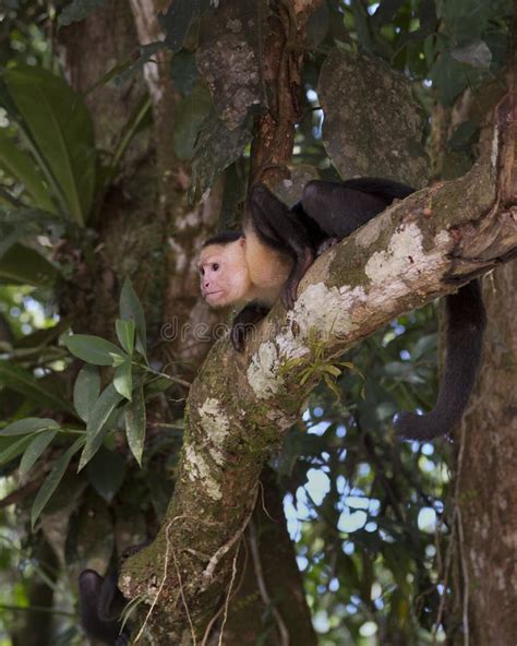 White Headed Capuchin Cebus Capucinus Costa Rica Stock Photo Image