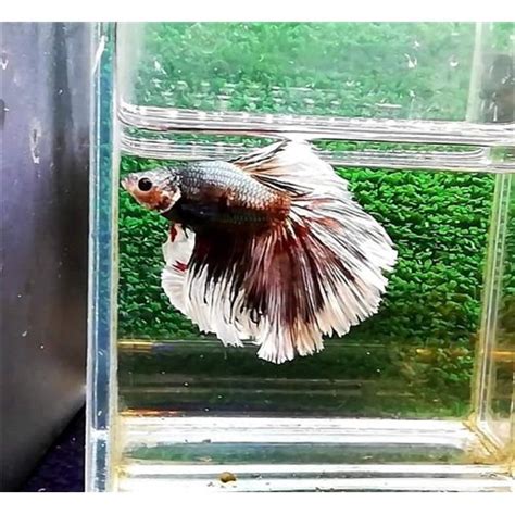 Ekm204 Fancy Halfmoon Erkek Betta L