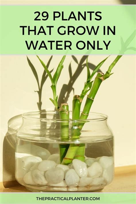 Growing Plants In Water Without Soil