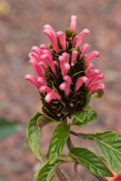 Justicia Jacobinia A To Z Flowers