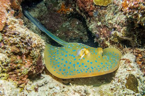 Blonde Ray Sustainability UK Habitat Culinary Guide