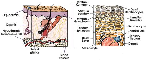 Illustration Of The Skin Structure Comprising Of Different Layers And