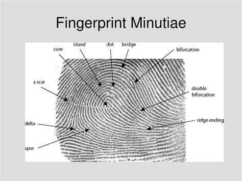 Ppt Fingerprints Powerpoint Presentation Free Download Id548708