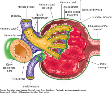 Explique O Sraa E Porque Ele Ativado Fisiologia I