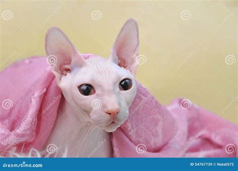 Sphynx Hairless Cat Royalty Free Stock Photo 54767739