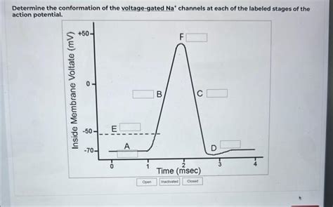 Solved Determine the conformation of the voltage-gated | Chegg.com 